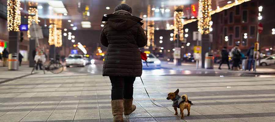 Essential Tips for Safely Walking Your Dog at Night